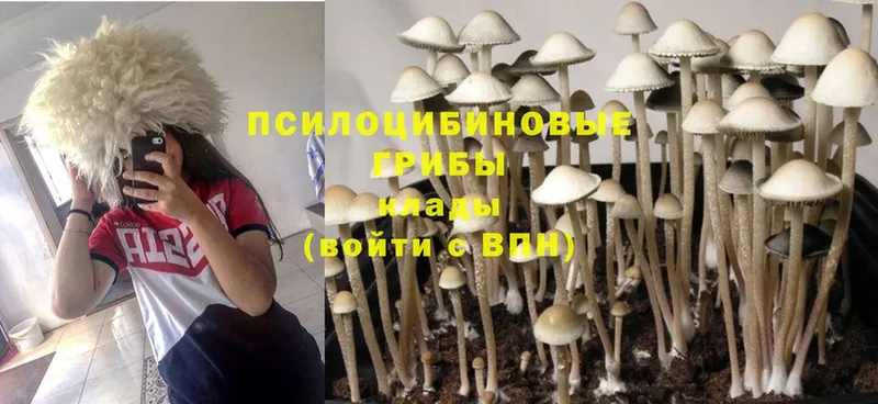 Псилоцибиновые грибы Psilocybine cubensis  даркнет клад  Гулькевичи 